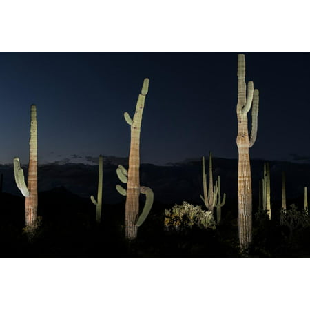 Various cactus plants in a desert, Organ Pipe Cactus National Monument, Arizona, USA Print Wall