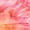 Papaya, variant on Madden NYC Bra Cup Top, Womens