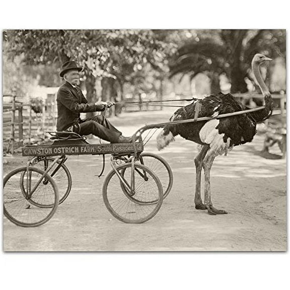 Lone Star Art California Ostrich Buggy Bizarre Strange Weird Vintage Photo - 11x14 Unframed Print - Perfect Vintage Home Decor