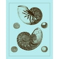 thumbnail image 2 of Vision Studio 26x32 Gold Ornate Wood Framed with Double Matting Museum Art Print Titled - Tinted Shells on Aqua I, 2 of 4