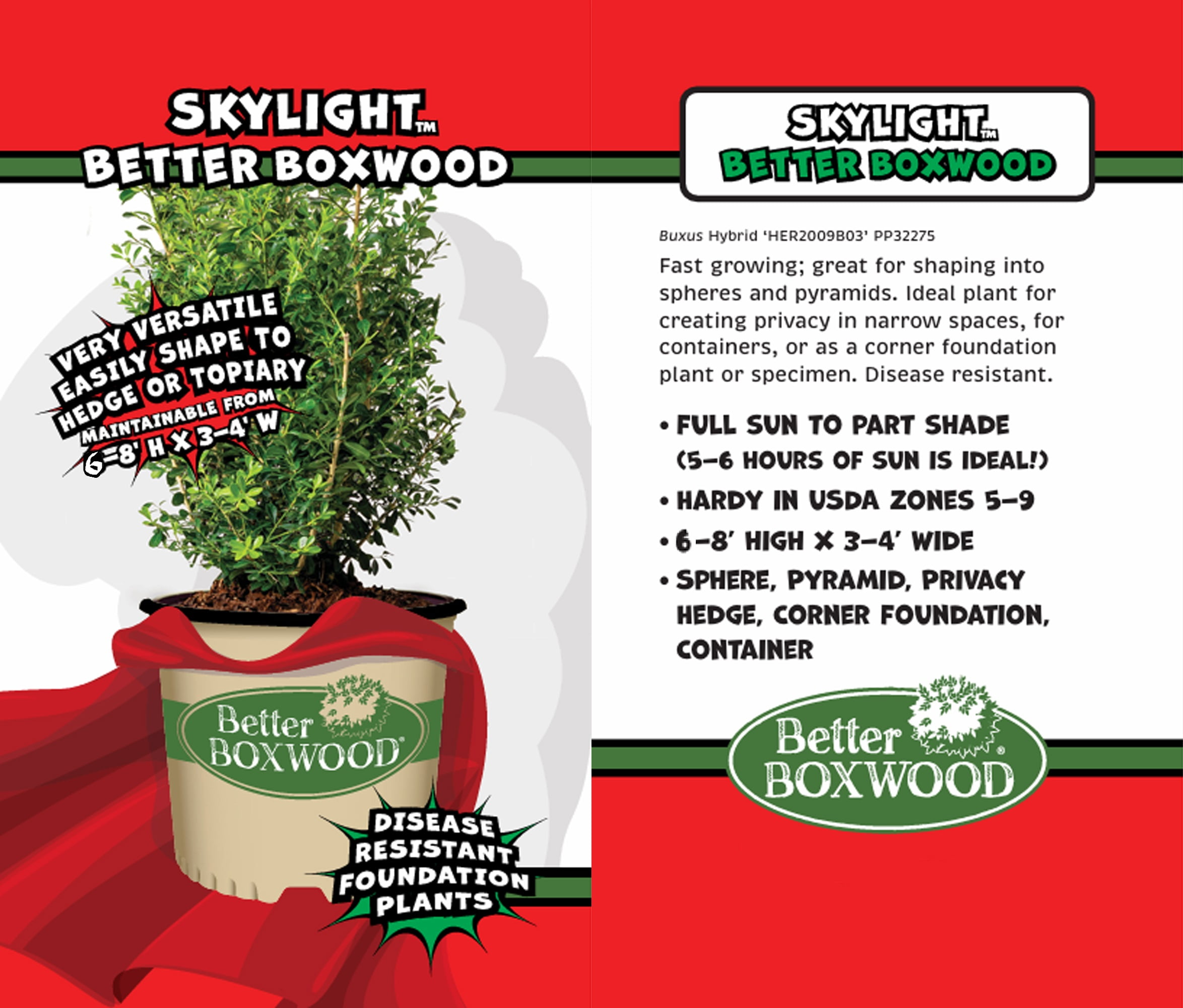 Better Boxwood Skylight Live Shrub (2 Gallon)