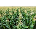 thumbnail image 4 of 50 Seeds HONEY SELECT CORN Sweet Yellow S.E. Sh2 Zea Mays Vegetable Seeds, 4 of 7