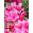 thumbnail image 4 of Nova Zembla Rhododendron, 4 of 6
