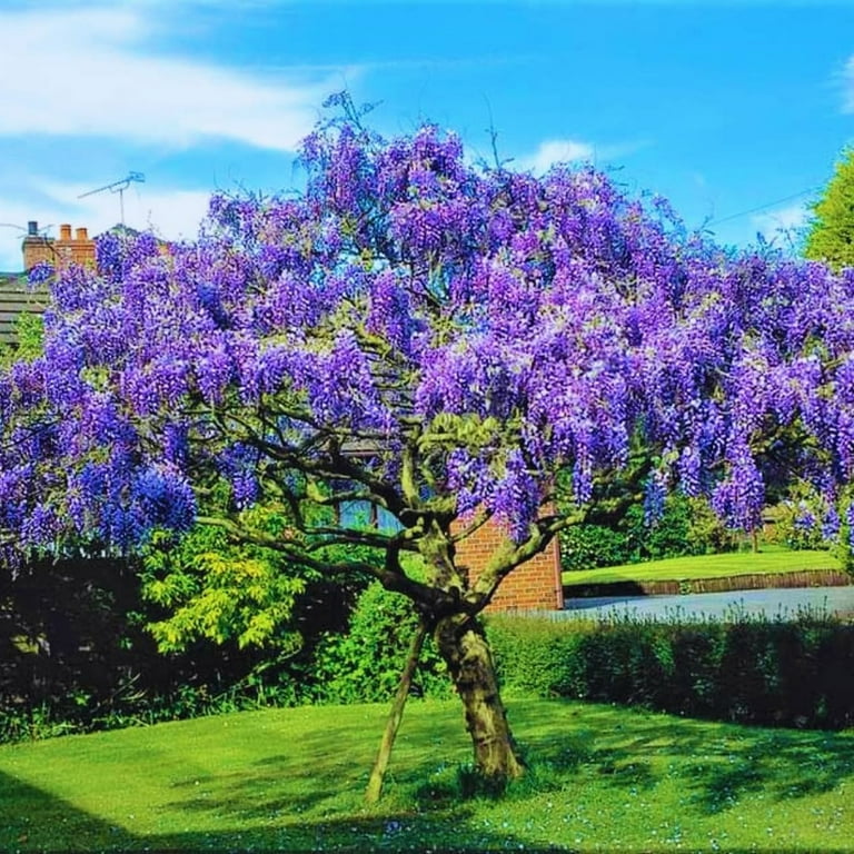 Purple Wisteria Live Vine Plant in 2.5