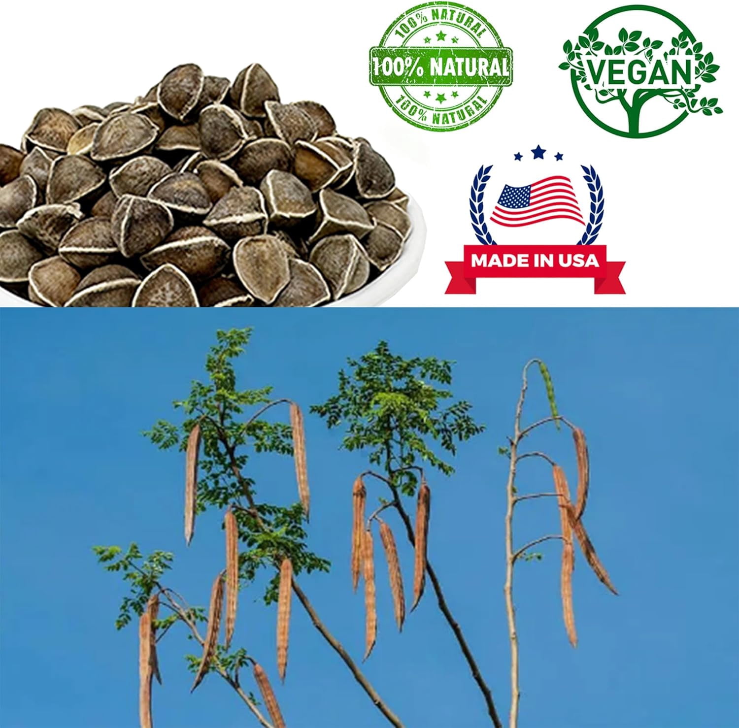 DABC OAK LAND Premium Moringa Seed, Premium Dry Goods, Edible Moringa Seed, Tea and Water Soaking Lily, 1 Pound per Bag
