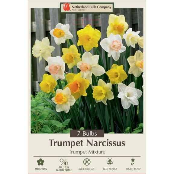 Trumpet Mix Narcissus - Daffodil - 14/16 cm Bulbs - 7 Bulbs