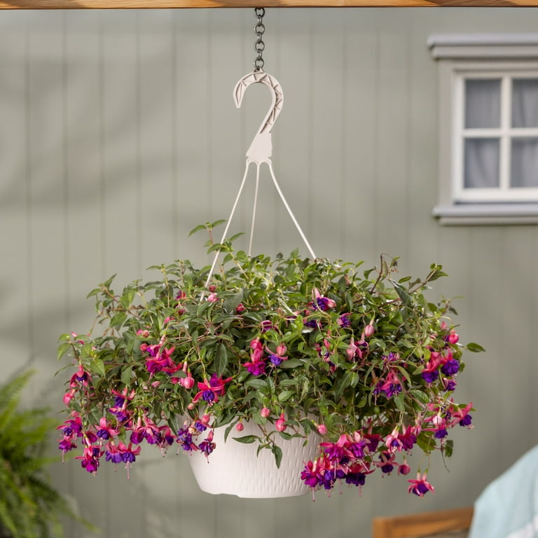 Expert Gardener 1.5gal Multicolor Fuchsia Live Annual Plant Hanging Basket  Sun - Walmart.com