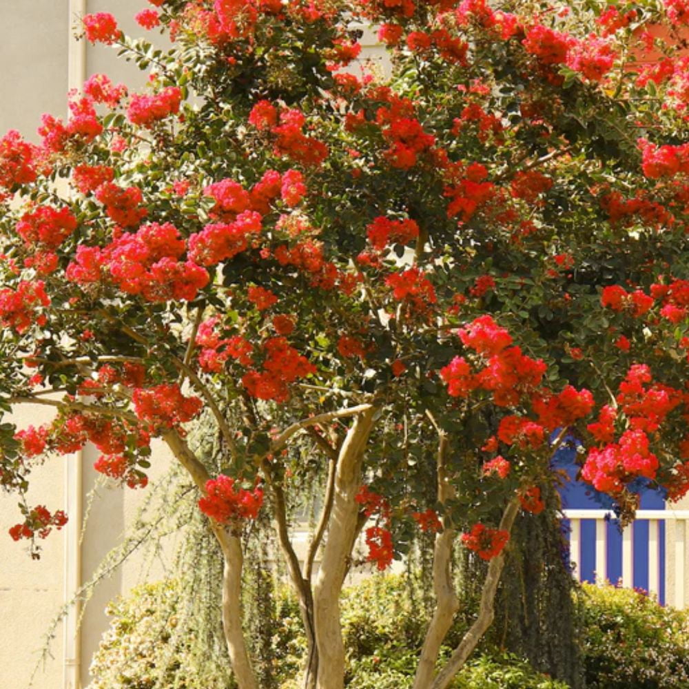 Proven Winner 1.5- 2 ft tall Center Stage Red Crape Myrtle Live Tree in 3-Gallon Grower Pot