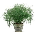 thumbnail image 2 of Baby Tut' Dwarf Egyptian Papyrus Grass- Beautiful Water and Container Plant for Moist Environments 4.5" Pot (Pack of 6), 2 of 18