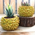 Succulent Flower Pot Set Flower Pot Lamp 1 Bulk Metal Flower Pot Stand succulent-flower-pot-set-flower-pot-lamp-1-bulk-metal-flower-pot-stand