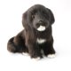 thumbnail image 2 of Muñeco de peluche de perro negro pequeño y bonito simulado para decoración de escritorio de coche o casa, juguete de regalo, tienda para niños, 2 of 4