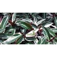 thumbnail image 4 of Stromanthe Accent Plant, Triostar Multicolored Leaves, 6 Inch Pot, 4 of 8