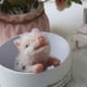 thumbnail image 3 of Newborn Sleep Baby Silicone Pig Doll Model Gift Silicone Made Kids Birthday Gift - D, 3 of 3