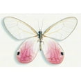 thumbnail image 2 of Reynolds, Richard 14x11 White Modern Wood Framed Museum Art Print Titled - Pink Glasswing, 2 of 4