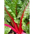 thumbnail image 3 of TomorrowSeeds - Ruby Red Rhubarb Swiss Chard Seeds - 600+ Count - For 2026 Planting USA Garden, 3 of 11