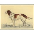 thumbnail image 2 of Collot, Andres 14x12 White Modern Wood Framed Museum Art Print Titled - Hunting Dogs-Spaniel, 2 of 4