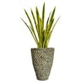 thumbnail image 1 of 49 in. Tall Snake Plant in Planter, 1 of 2
