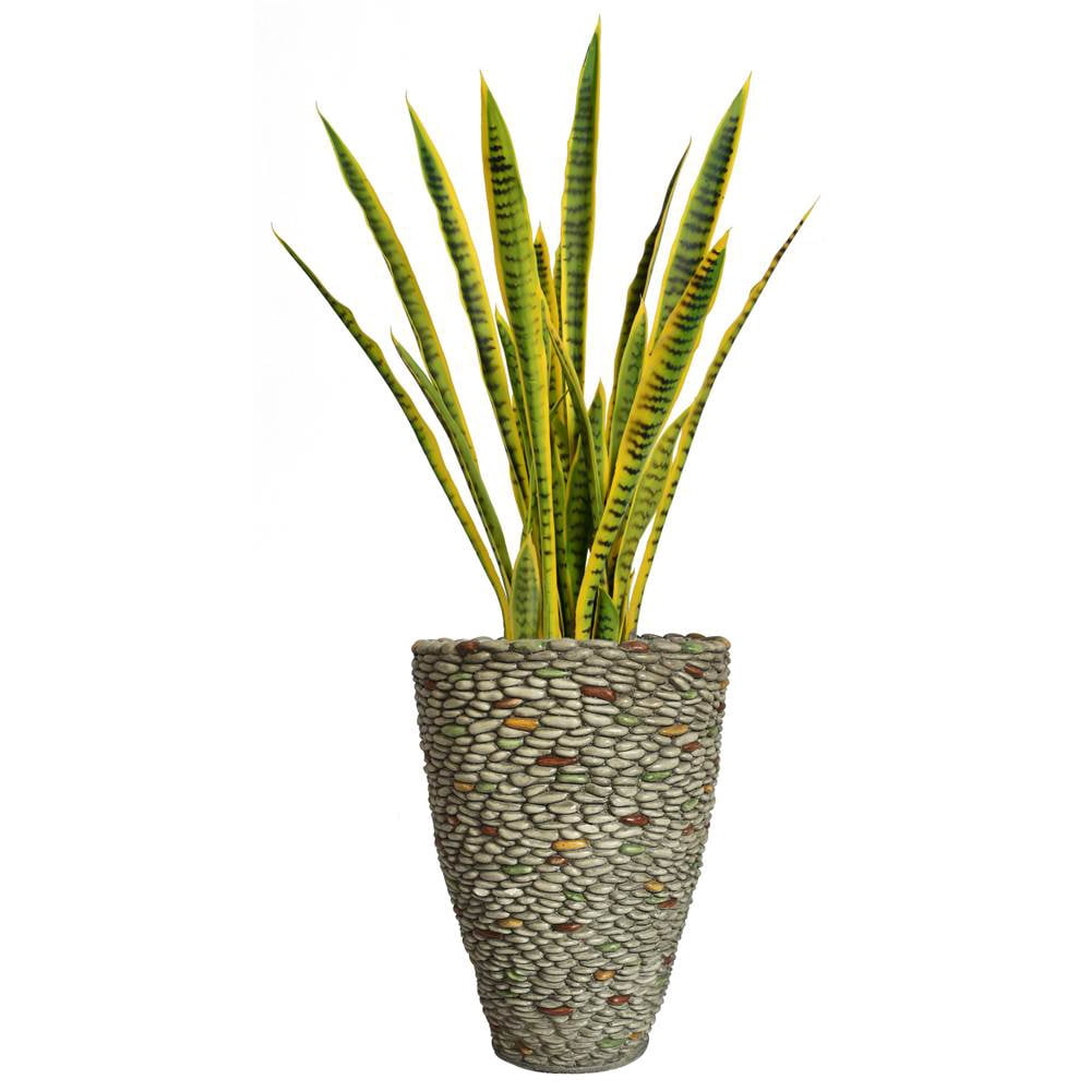 49 in. Tall Snake Plant in Planter