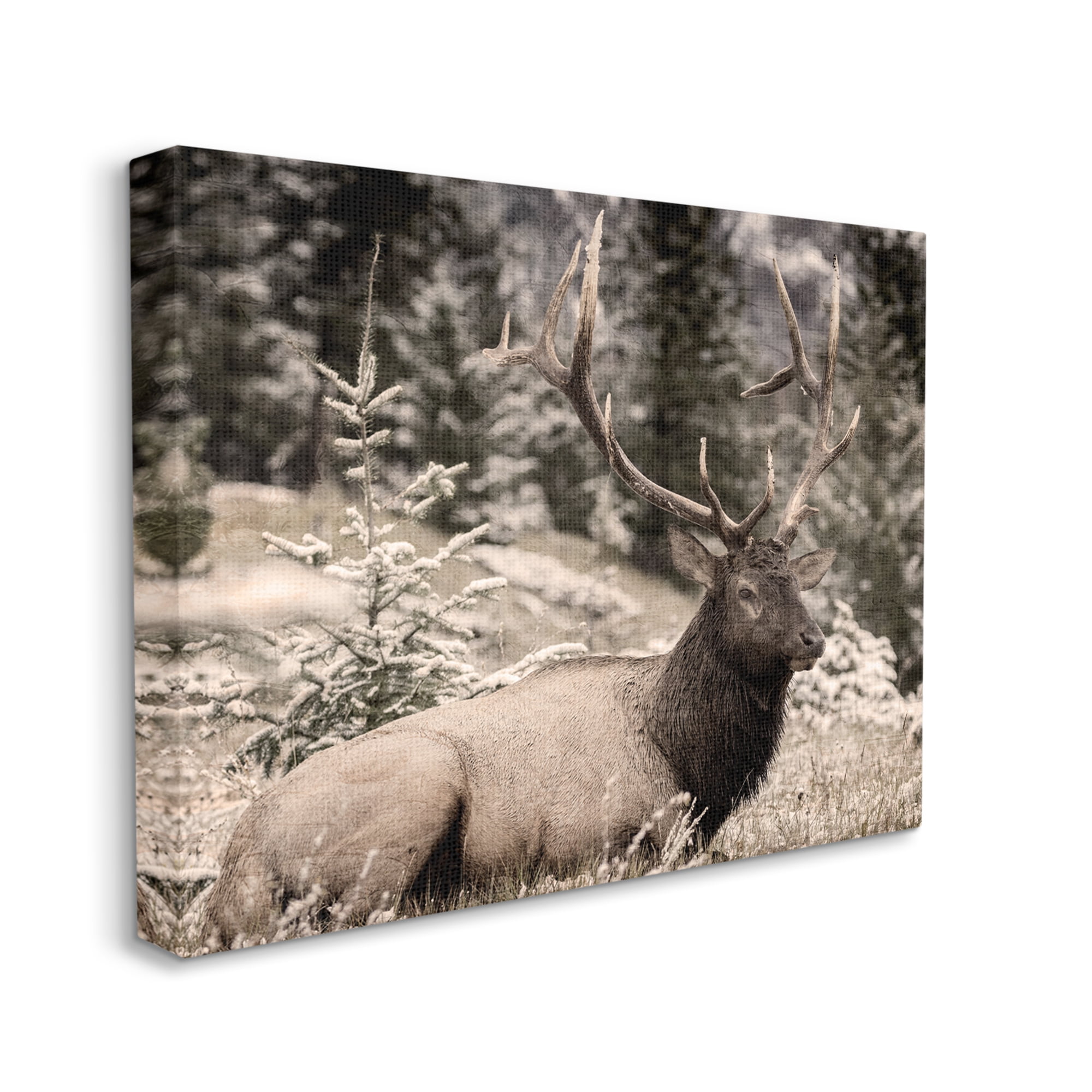 Stupell Industries Elk in Nature Photography Animals & Insects Photography Gallery Wrapped Canvas Art Print Wall Art, 40 x 30
