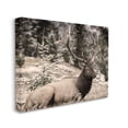 thumbnail image 4 of Stupell Industries Elk in Nature Photography Animals & Insects Photography Gallery Wrapped Canvas Art Print Wall Art, 48 x 36, 4 of 8