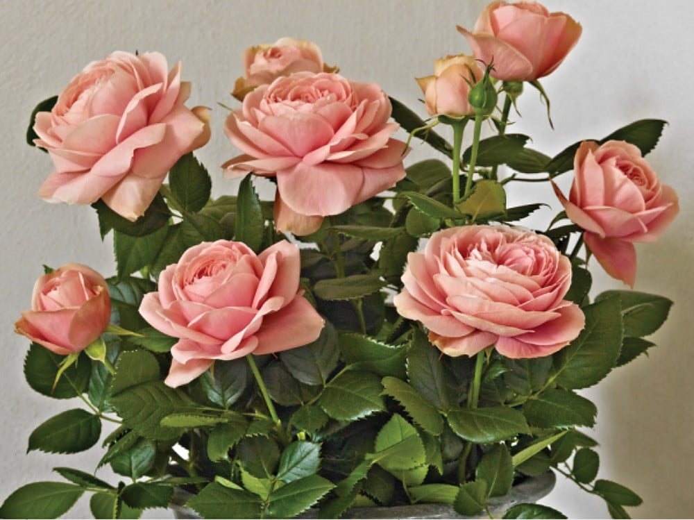 Forord Repræsentere Kedelig PatioHit® 'Carmela' Miniature Rose Bush - Everblooming/Fragrant - 2.5" Pot  - Walmart.com
