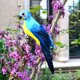 thumbnail image 1 of Nvzi 1 pieza de pájaros artificiales de 9,9 pulgadas, loro realista con modelo de decoración de loro con plumas realistas para decoración artesanal, azul lago B, 1 of 4