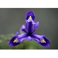 thumbnail image 2 of Hellmann, Stan 14x11 Black Ornate Wood Framed with Double Matting Museum Art Print Titled - First Spring Iris, 2 of 4