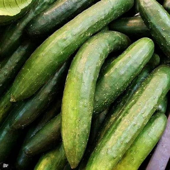 Long Green Improved Cucumber Seeds - 100 Count Seed Pack - A Large Cucumber That Produces Luscious Vegetables - Country Creek LLC