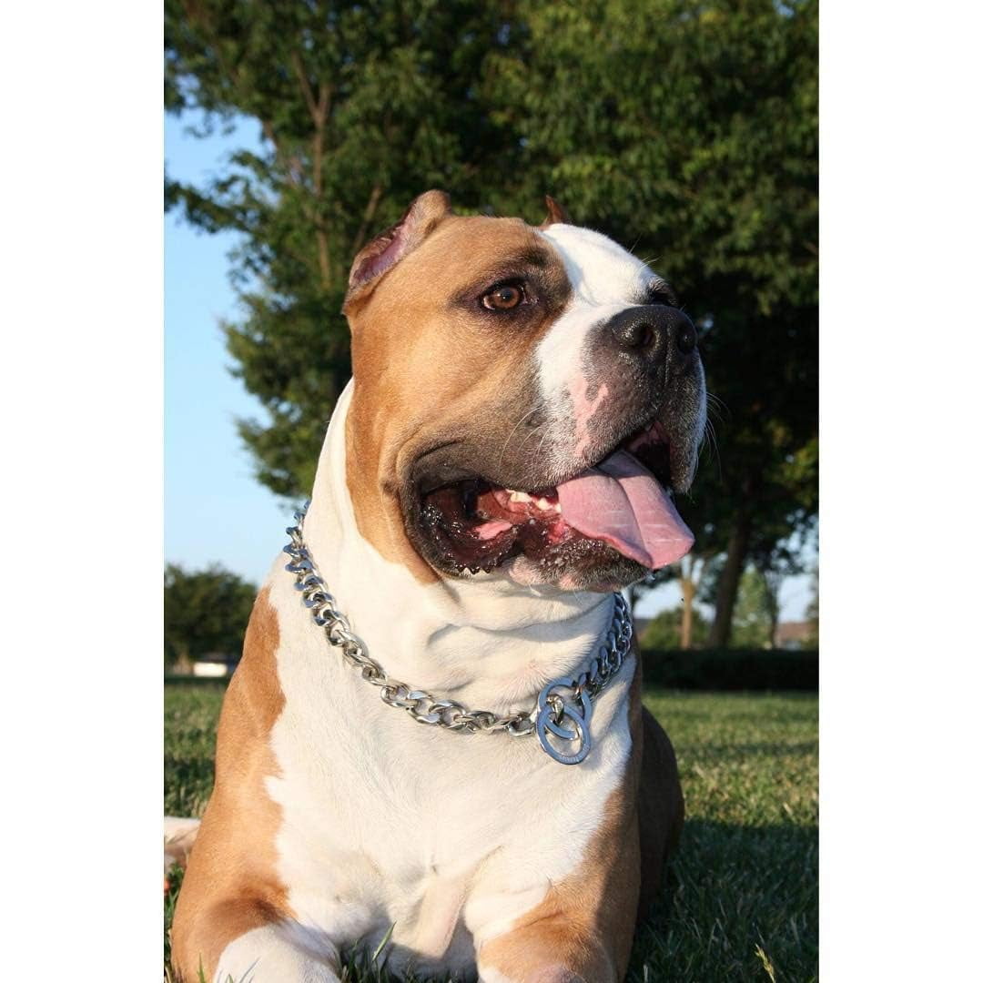 Heavy Duty Cuban Chain Dog Collar for Large Dogs - 20mm XL Extra Wide,Silver