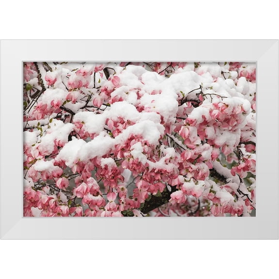 Jones, Adam 14x11 White Modern Wood Framed Museum Art Print Titled - Light snow on pink dogwood tree in early spring-Louisville-Kentucky