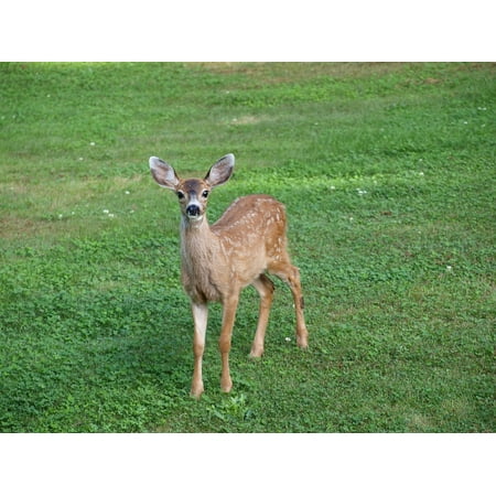 Canvas Print Wildlife Baby Young Nature Deer Fawn Animal Stretched Canvas 10 x