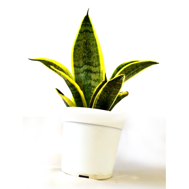 9greenbox Superba Robusta Snake Plant 4 Pot Walmart Com