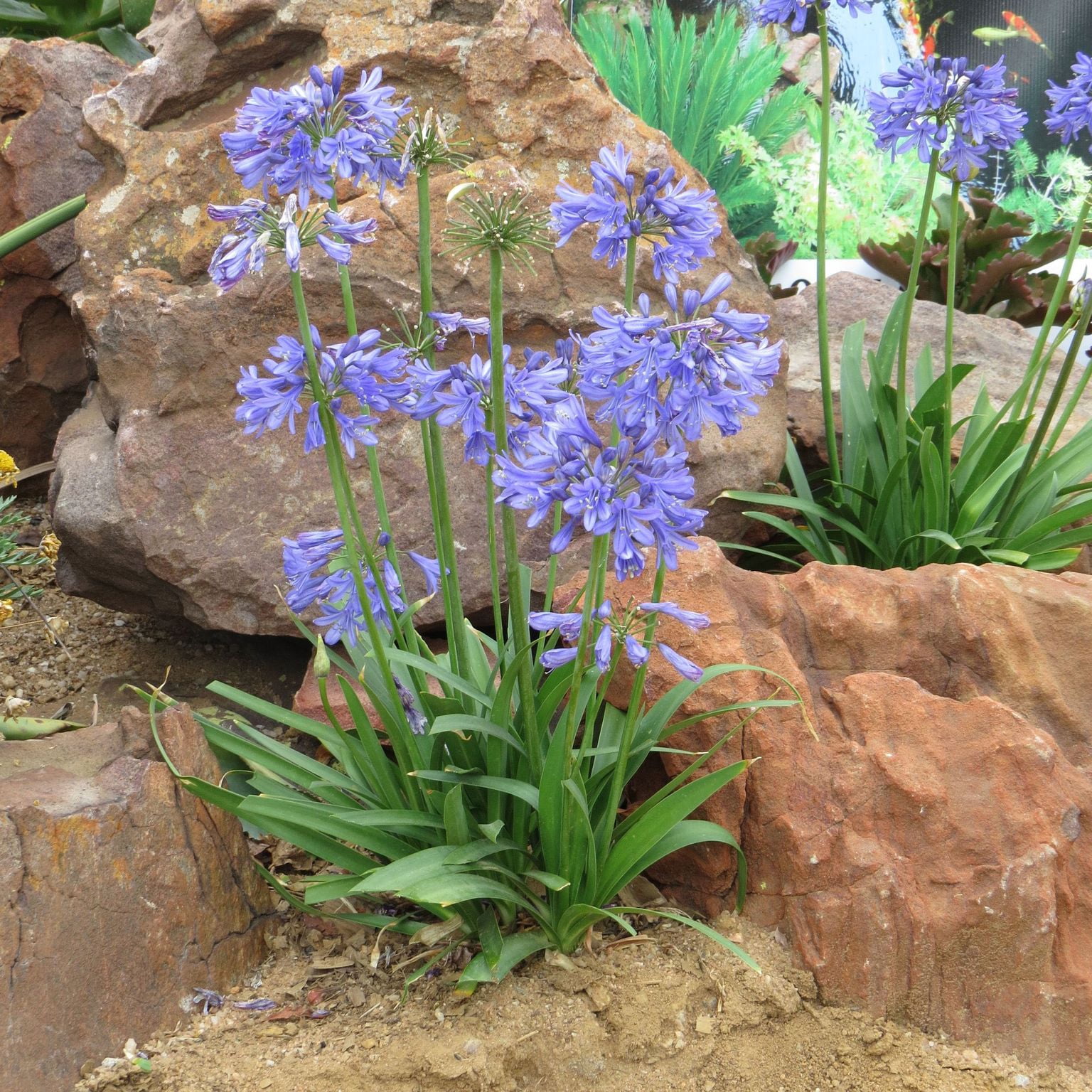 Southern Living Ever Sapphire Agapanthus 'Lily of the Nile' Live Shrub in 2.5-Quart Grower Pot