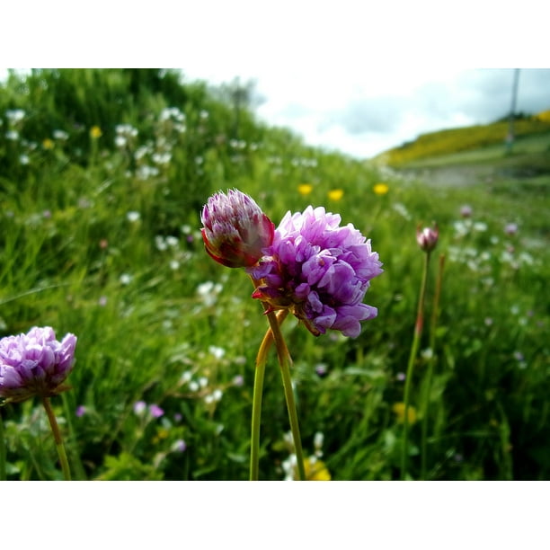 Canvas Print Flower Spring Field Clover Nature Fleur Des Champs Stretched Canvas 10 X 14 Walmart Com Walmart Com