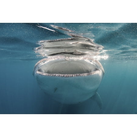 Sea Whales - Whale shark feeding on plankton Sea of Cortez Mexico Poster Print by Brook PetersonStocktrek Images