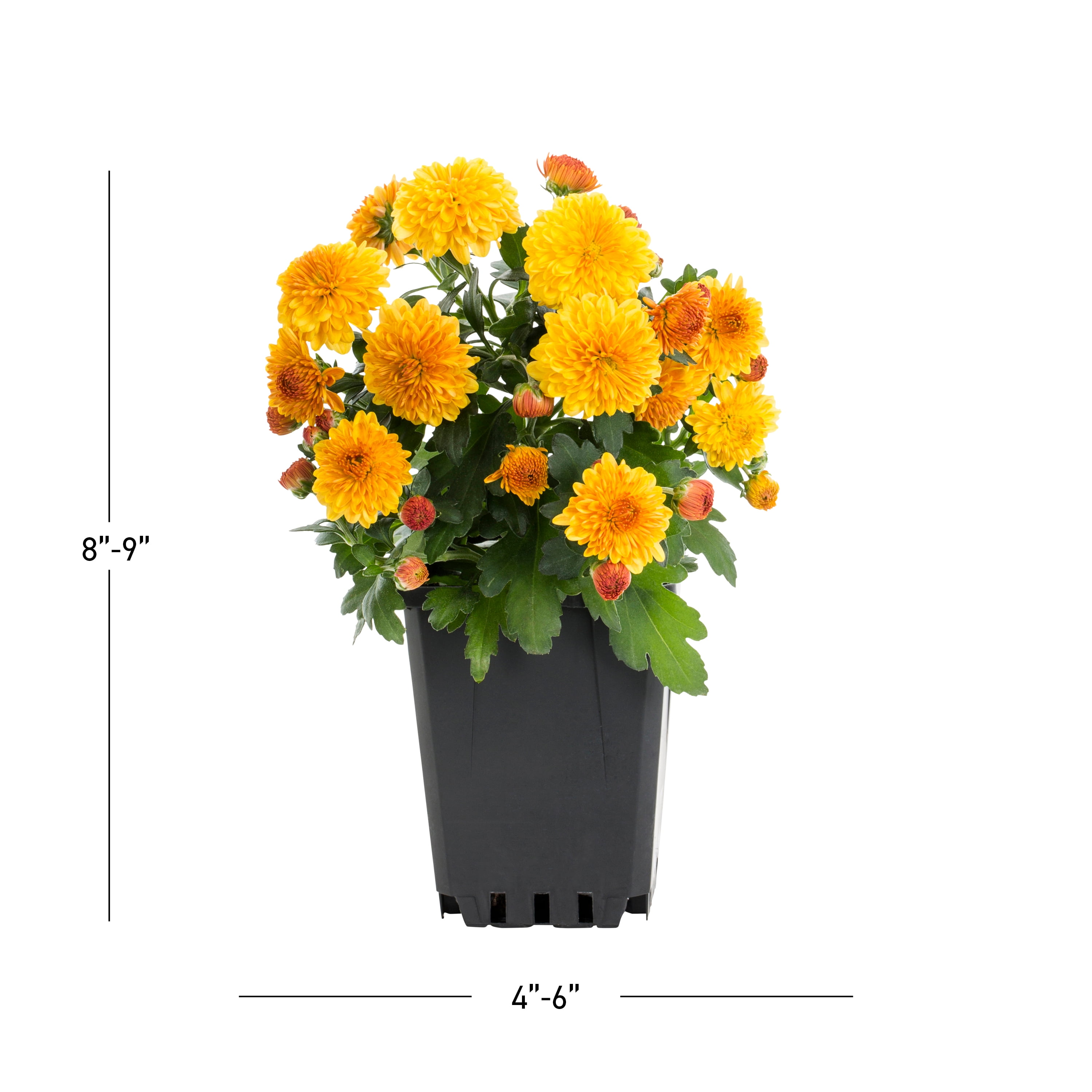 Expert Gardener 8" Orange Garden Mum Live Plants in Grower Pots (5 Count)