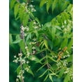 thumbnail image 3 of Polvo de hojas de neem PURE INDIAN FOODS, 250 ml, orgánico, 3 of 5