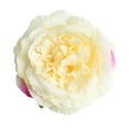 thumbnail image 1 of 10 Piezas Artificiales Rosas Cabezas Flores Casas Decoraciónes Casamieto champán, 1 of 5