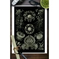 thumbnail image 3 of Art Forms of Nature, Ascomycetes (Fungus), Ernst Haeckel Artwork (9x12 Wall Art Print, Home Decor), 3 of 3