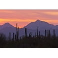 thumbnail image 2 of Illg, Cathy and Gordon 14x11 White Modern Wood Framed Museum Art Print Titled - AZ, Saguaro NP, Sonoran Desert Saguaro forest, 2 of 4