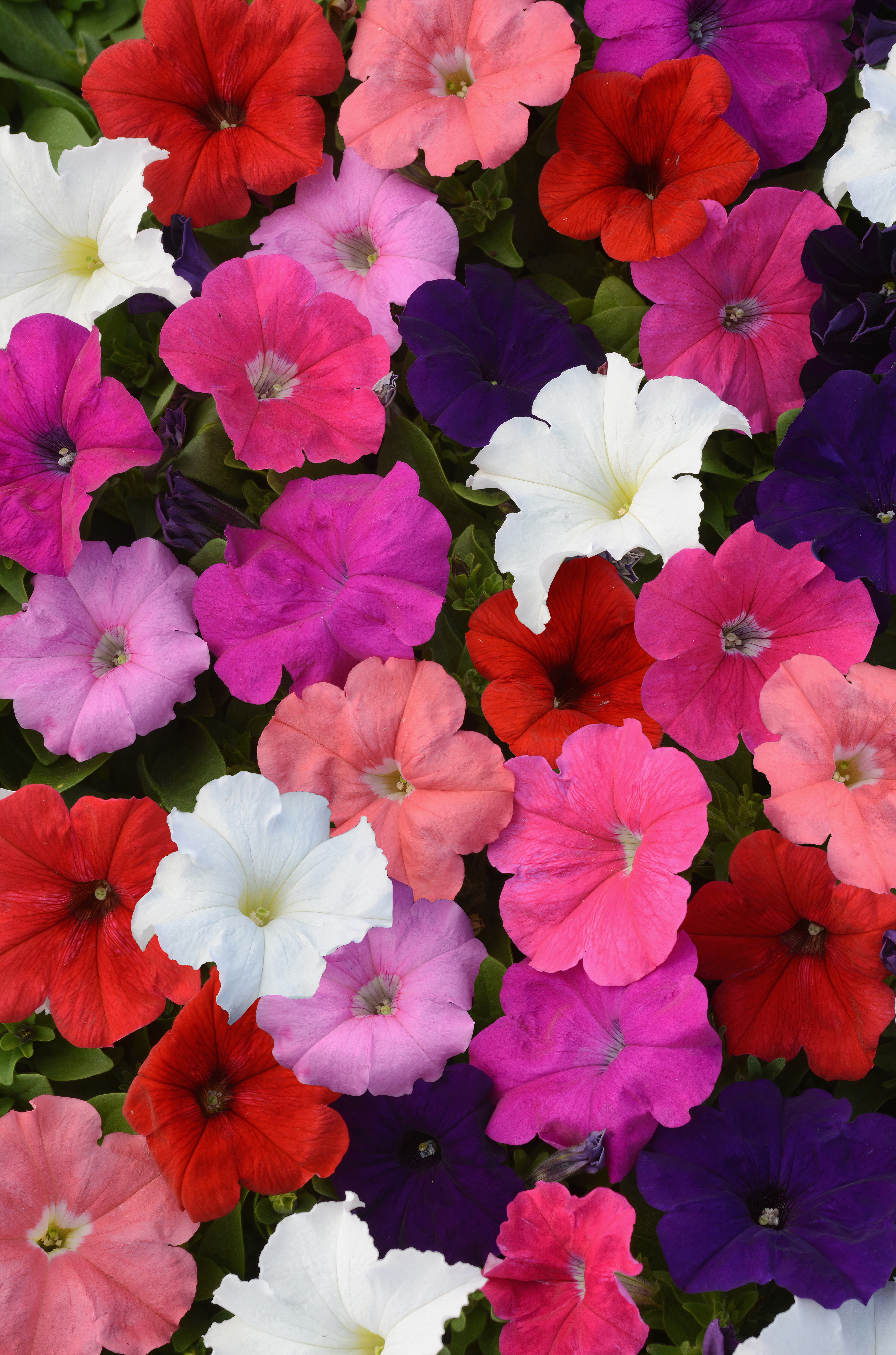 Expert Gardener (6 Pack) Petunia Assorted Colors Live Plant