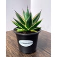 thumbnail image 2 of MicroStarts Live California Glow Agave - 4 Succulent Plants in 4 inch pots, 2 of 6