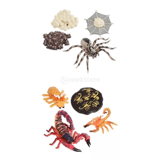 Figuras de juguete de ciclo de de escorpión de simulación para , 8 Uds., juguetes de aprendizaje, accesorio de juego Macarena Juego de crecimiento de insectos para niños
