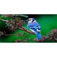 thumbnail image 1 of Blue Jay In The Bush Photo License Plate, 1 of 1