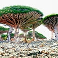 thumbnail image 2 of Bayarde Services Dragon's Blood Tree 10 Plant Seeds, Dracaena Draco, 2 of 4