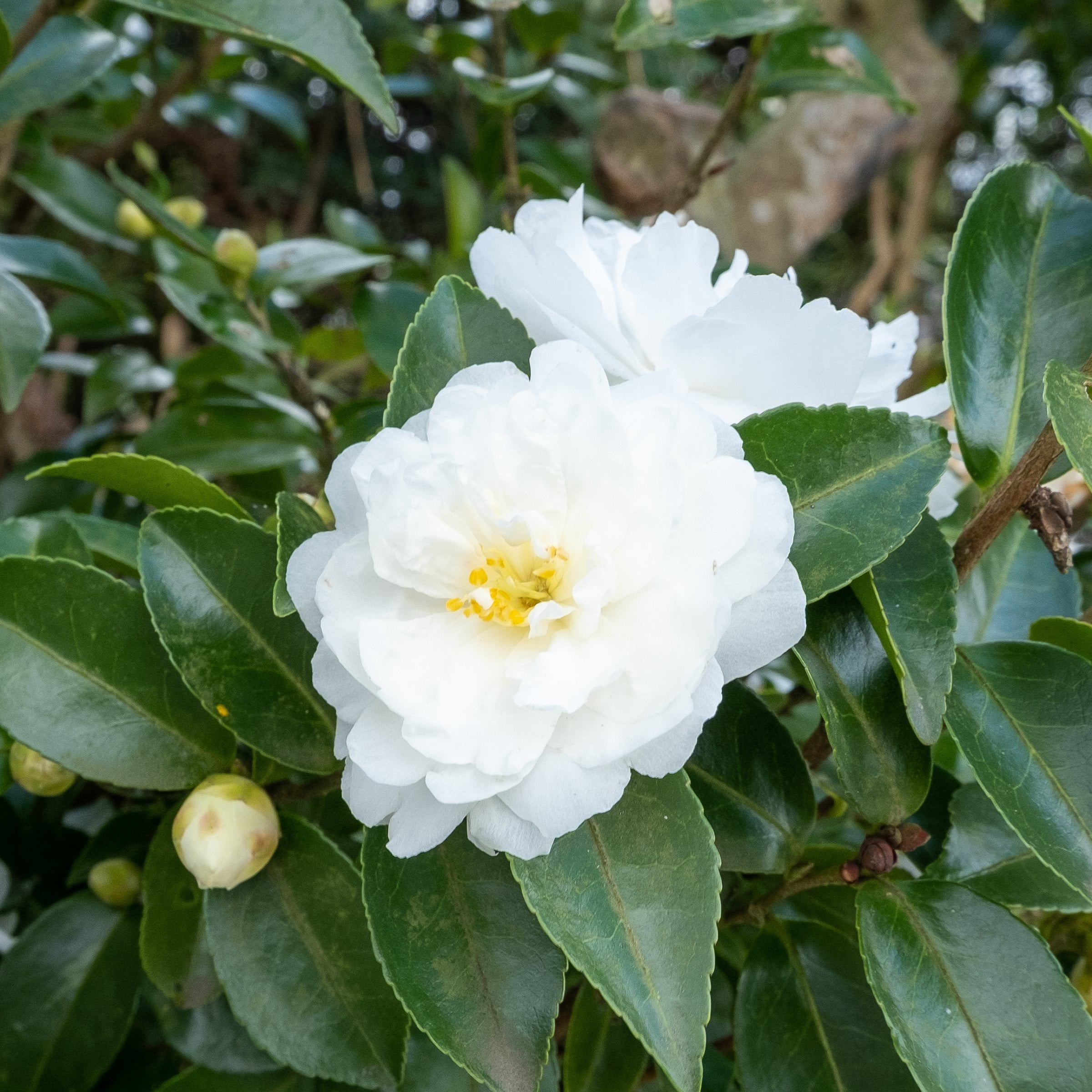 National Plant Network 1 gal. Camellia Japonica Bessie Battle Shrub