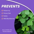thumbnail image 4 of Bonide Poison Products 331 Concentrate Brush Weed Killer, 32-Ounce, Pack of 3, 4 of 6