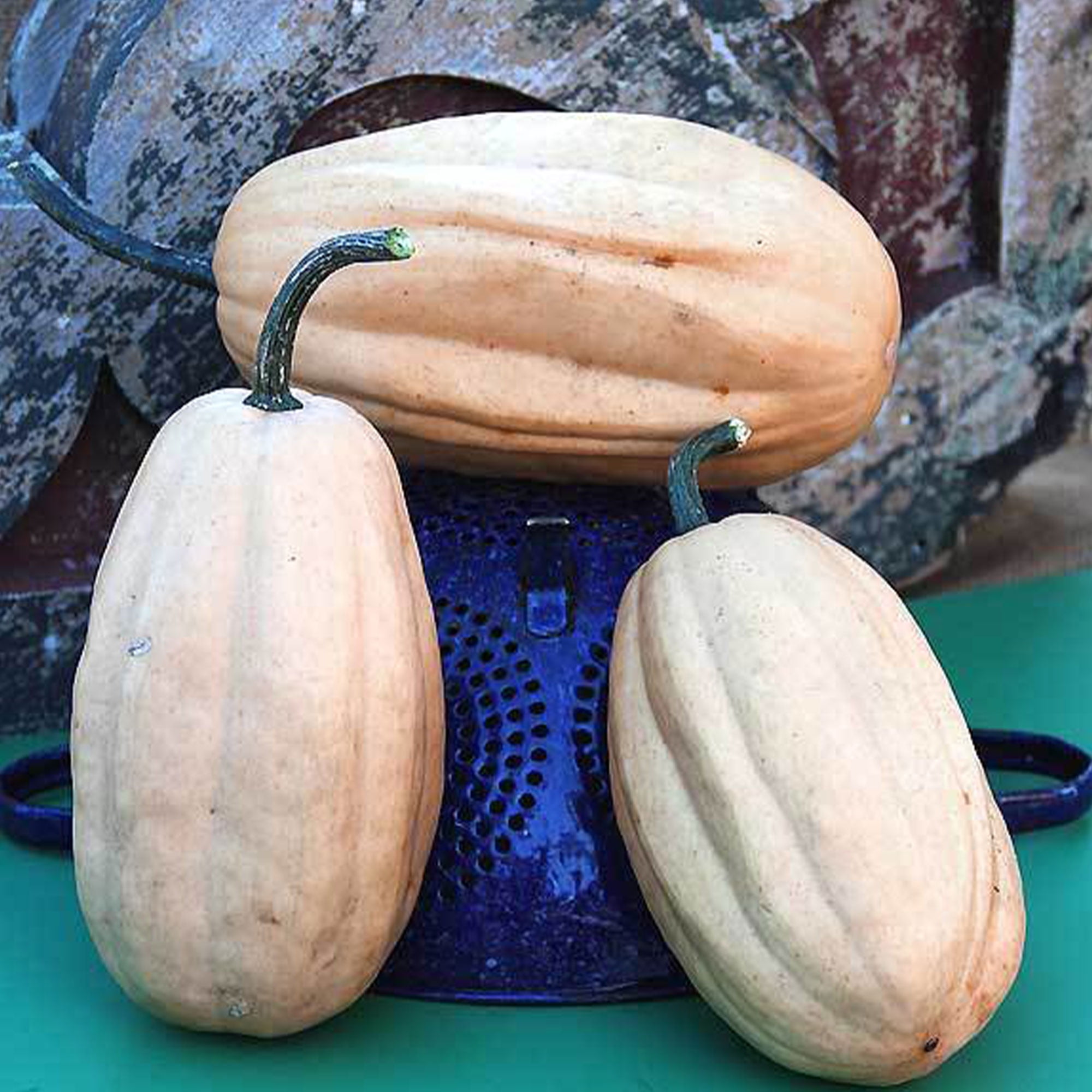 Organic Fordhook Acorn Squash Seeds 1 OZ 800 Seeds Organic, Heirloom, Open Pollinated, Non