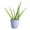 Lavender, variant on Live Aloe Vera Plant - Easy Care - 4" Decorative Pot Cover - Thorsen's Greenhouse