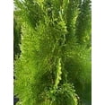 thumbnail image 2 of Blue Cone Arborvitae  2 Extra Large 3 Gallon Plants  Elegant & Hardy Evergreen Shrub, Striking Blue Foliage, Ideal for Privacy Screens, Hedges, and Landscape Accents, 2 of 5